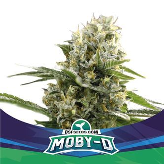 Moby-D XXL Auto (BSF Seeds) feminiserade cannabisfr&ouml;n