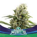 Moby-D XXL Auto (BSF Seeds) Feminiserade