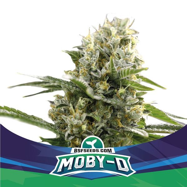 Moby-D XXL Auto (BSF Seeds) Feminiserade