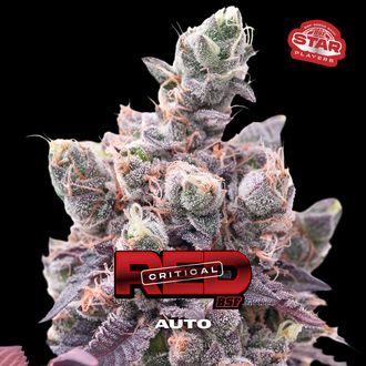 Red Critical Auto (BSF Seeds) Feminiserade