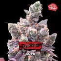Red Critical Auto (BSF Seeds) Feminiserade