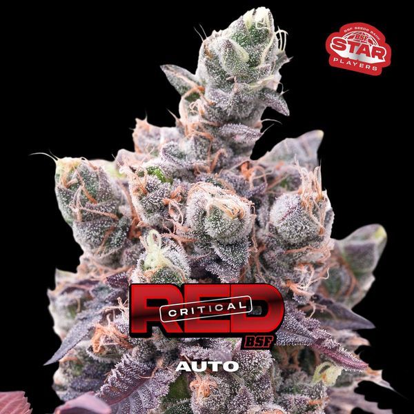 Red Critical Auto (BSF Seeds) Feminiserade