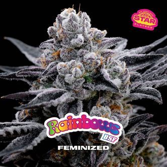 Rainbows (BSF Seeds) feminiserade