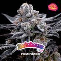 Rainbows (BSF Seeds) Feminiserade