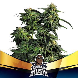 OBG Kush (BSF Seeds) feminiserade cannabisfr&ouml;n