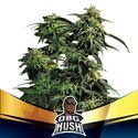 OBG Kush (BSF Seeds) Feminiserade