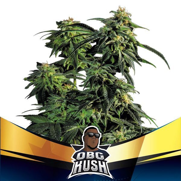 OBG Kush (BSF Seeds) Feminiserade