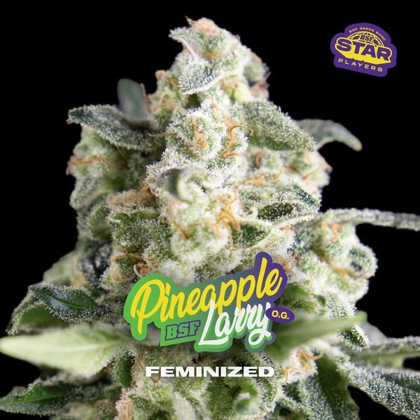 Pineapple Larry OG (BSF Seeds) Feminiserade