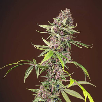 Red Mandarine &ndash; F1 snabbversion (Sweet Seeds) feminiserade cannabisfr&ouml;n