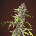 Red Mandarine F1 Fast Version (Sweet Seeds) Feminiserade