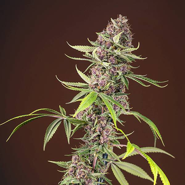 Red Mandarine F1 Fast Version (Sweet Seeds) Feminiserade