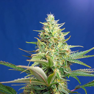 Sweet Pure Auto CBD (Sweet Seeds) feminiserade cannabisfr&ouml;n