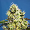 Sweet Gelato Auto (Sweet Seeds) Feminiserade