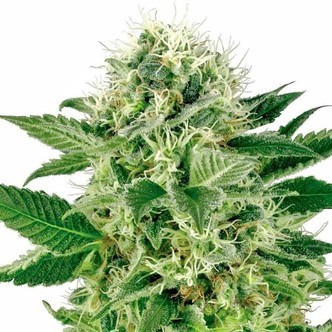 Northern Lights (White Label) feminiserade