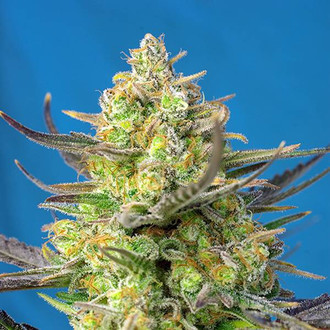 Sweet Cheese XL Auto (Sweet Seeds) Feminiserade