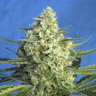 Jack 47 XL Auto (Sweet Seeds) feminiserade