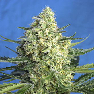 Jack 47 XL Auto (Sweet Seeds) Feminiserade