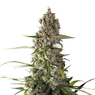 Prima Holandica (Super Sativa Seed Club) reguljär