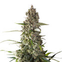 Prima Holandica (Super Sativa Seed Club) reguljär