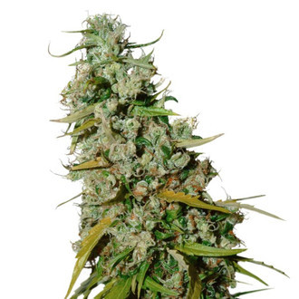 Kees’ Old School Haze (Super Sativa Seed Club) reguljär