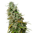 Kees’ Old School Haze (Super Sativa Seed Club) reguljär