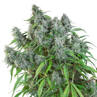 Frosty Friday (Super Sativa Seed Club) reguljär