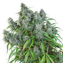 Frosty Friday (Super Sativa Seed Club) reguljär