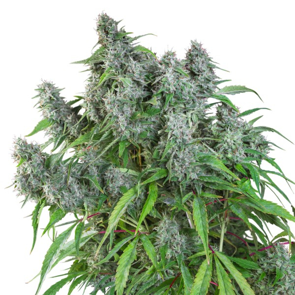Frosty Friday (Super Sativa Seed Club) reguljär