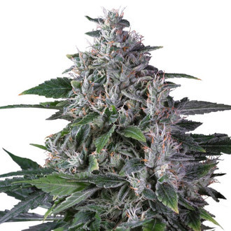 Karel's Haze (Super Sativa Seed Club) reguljär