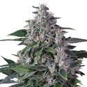 Karel's Haze (Super Sativa Seed Club) reguljär