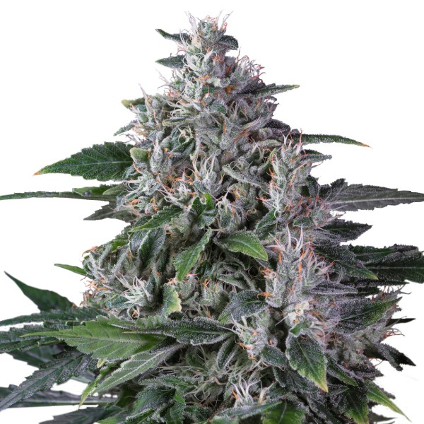 Karel's Haze (Super Sativa Seed Club) reguljär