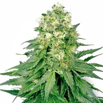 White Widow (White Label) feminiserade