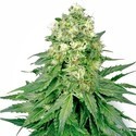 White Widow (White Label) Feminiserade