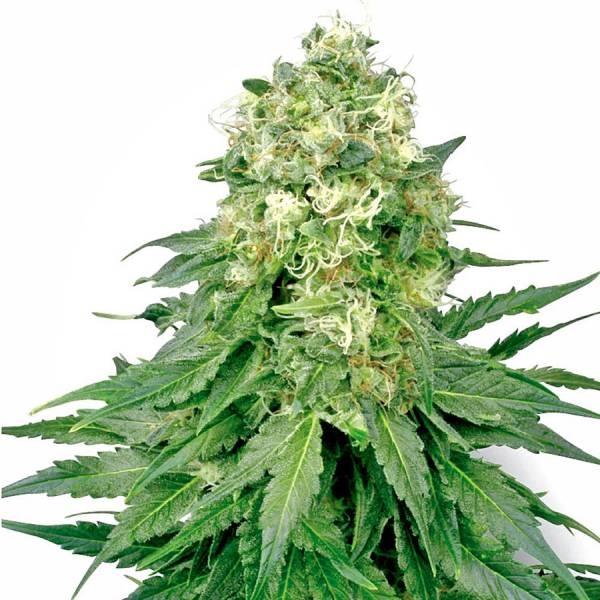 White Widow (White Label) Feminiserade