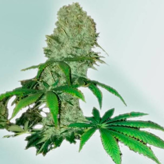 Cure CBD (VIP Seeds) Feminiserade