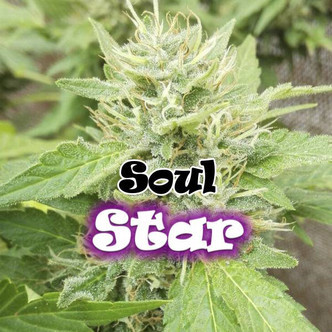 Soul Star (Dr. Underground) feminiserade cannabisfr&ouml;n