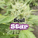 Soul Star (Dr. Underground) Feminiserade