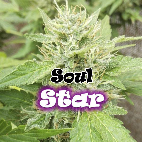 Soul Star (Dr. Underground) Feminiserade