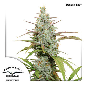 Mokum's Tulip (Dutch Passion) feminiserade