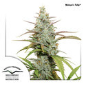 Mokum's Tulip (Dutch Passion) Feminiserade