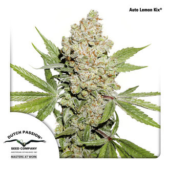 Auto Lemon Kix (Dutch Passion) feminiserad