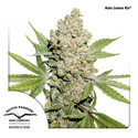auto lemon kix (dutch passion) Feminiserade