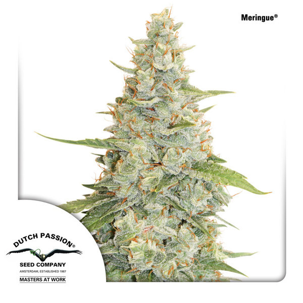 Meringue (Dutch Passion) Feminiserade