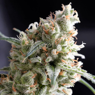 Kukulkan (Pyramid Seeds) feminiserade cannabisfr&ouml;n