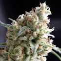 Kukulkan (Pyramid Seeds) Feminiserade