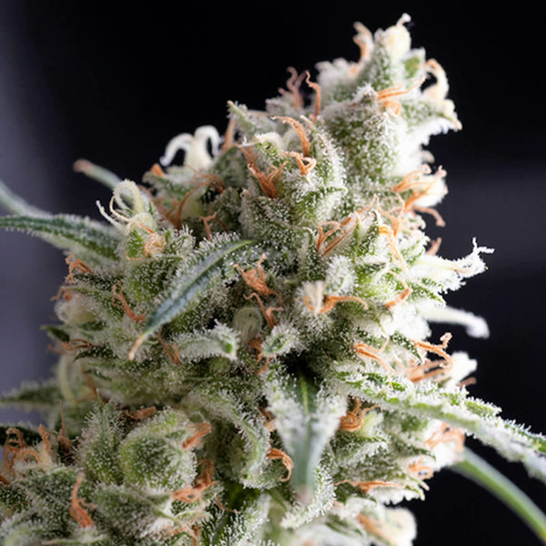 Kukulkan (Pyramid Seeds) Feminiserade