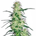Purple Haze (White Label) Feminiserade