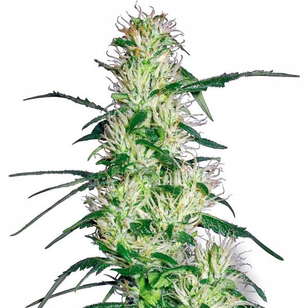 Purple Haze (White Label) Feminiserade