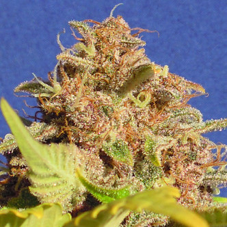 Wedding Cake Auto (Original Sensible) feminiserade