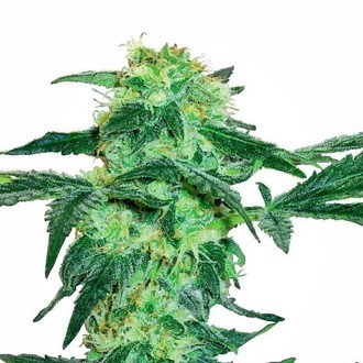 White Ice (White Label) Feminiserade